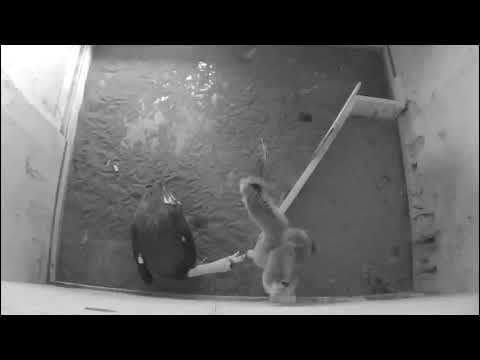 Seven Fluffy California Condor Chicks Growing Up Fast