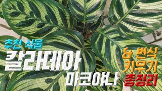 식물 칼라데아 마코야나 키우기 