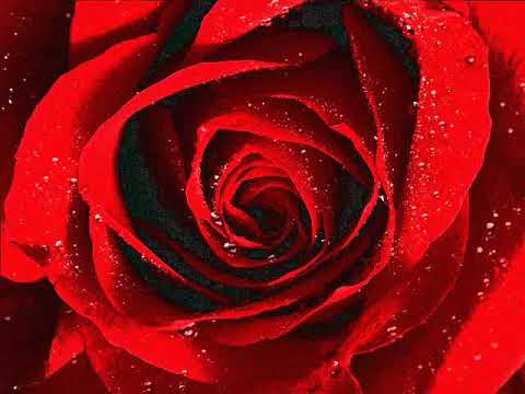 Marija Grozdanović - Ružica se razvila