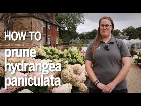 Wie und wann man die Rispenhortensie beschneidet, um die besten Ergebnisse zu erzielen