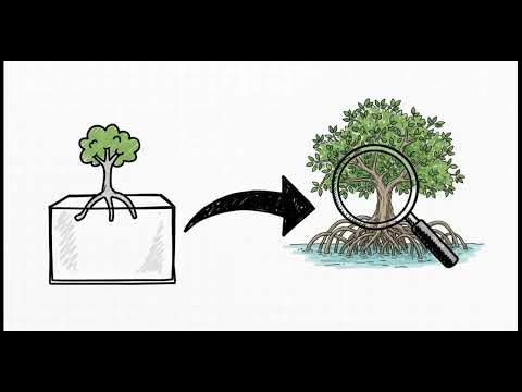 How mangrove-like trees protect our coast from tsunamis EXPLAINED IN 5 MIN