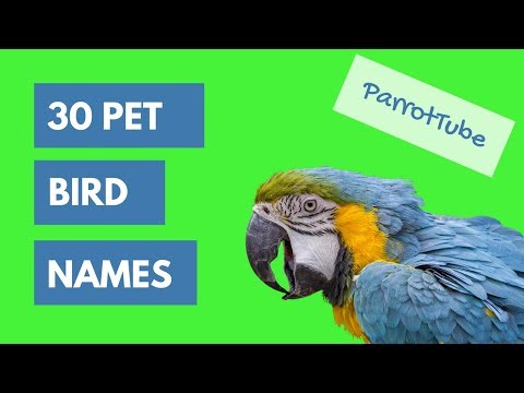 download lagu mp3 mp4 Funny Pet Bird Names, download lagu Funny Pet Bird Names gratis, unduh video klip Funny Pet Bird Names
