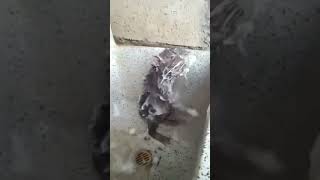 Download lagu Tikus mandi pakai sabun 😂 #shorts mp3