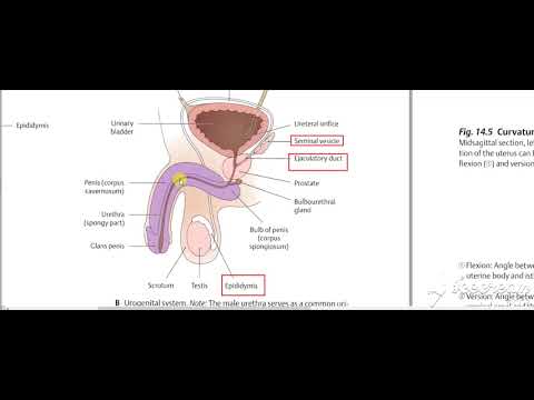 Male reproductive system