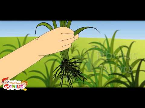 Parts of Plant  -Lesson 1 -Kids--Class 4,Class 5,Grade 4,Grade 5,Students