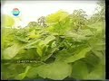 Video Rekaman Jeda Iklan Station ID Indosiar April 1999 Sorry Bad Quality 2