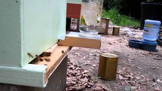 preview picture of video 'Italian Honey Bees coming back home before the rain starts in Bay Minette'