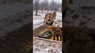 Lion's Snowy Game: Scaring Hyenas and Ending with a Laugh)