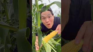 Corn Dishes 🇯🇵🇰🇷🇲🇽🇮🇳