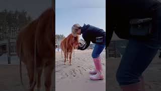 ポニーフリスビーに挑戦してみた❣️ #ヒロユキモチダホースマンシップ #horse