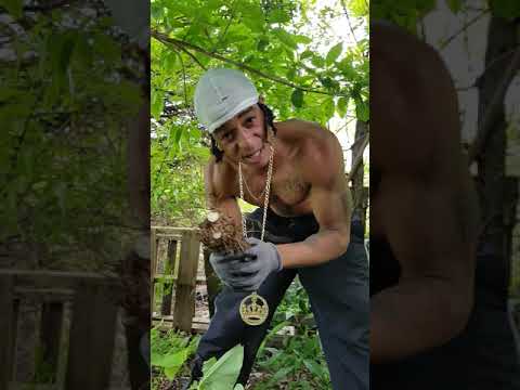 Taro Root/ Dasheen.🆘 WARNING- Can cause Sever Pricking in Mouth & Throat😲😓. (Colocasia Esculenta)