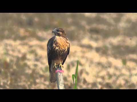 Young Common Buzzard with Sony SLT- A55 & Minolta 600mm F4G +Kenko 1.4X+2X Teleconveter