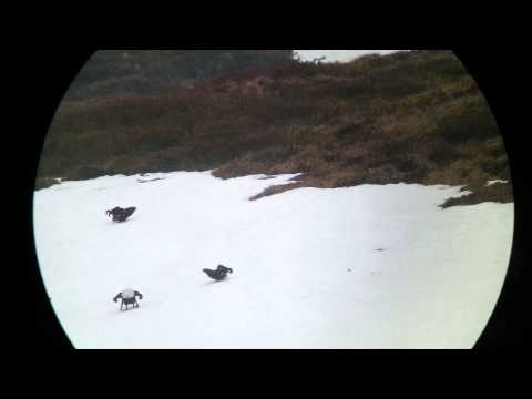 Spielhahn-Birkhahn Balz 2014 Tiroler Unterland