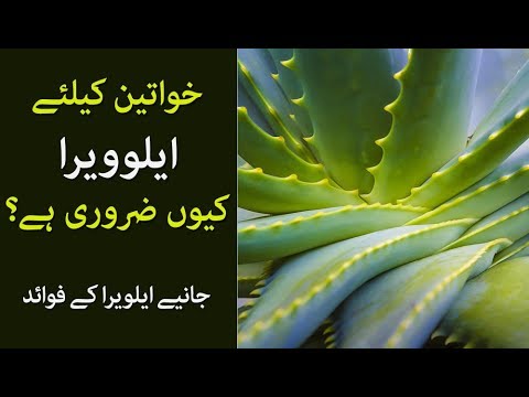 The Benefits of Aloe Vera for Women. Know Details of Aloe Vera in this Video