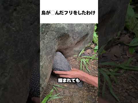 鳥が◯んだフリをしたわけ　#すごい #shorts