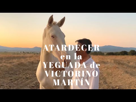 Yeguada de Victorino Martín.ATARDECER en la YEGUADA.