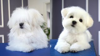 MALTESE PUPPY, FIRST GROOMING WITH SCISSOR ✂️❤️🐶 cuteness guaranteed!