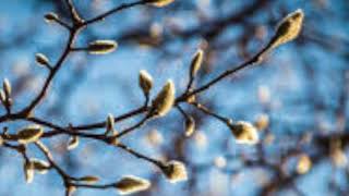 Some Of Shelly&#39;s Blues