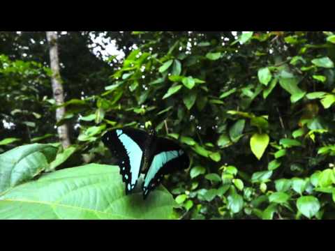 ソシアルリアゲハの飛翔　Papilio sosia