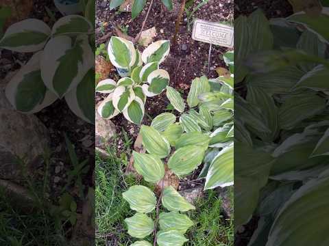 日陰の庭に光を必要としない植物はどれですか?美しい花を咲かせる5種  庭園