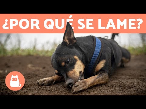 My dog ​​licks his paws a lot 🐶👅 (Why and what to do)