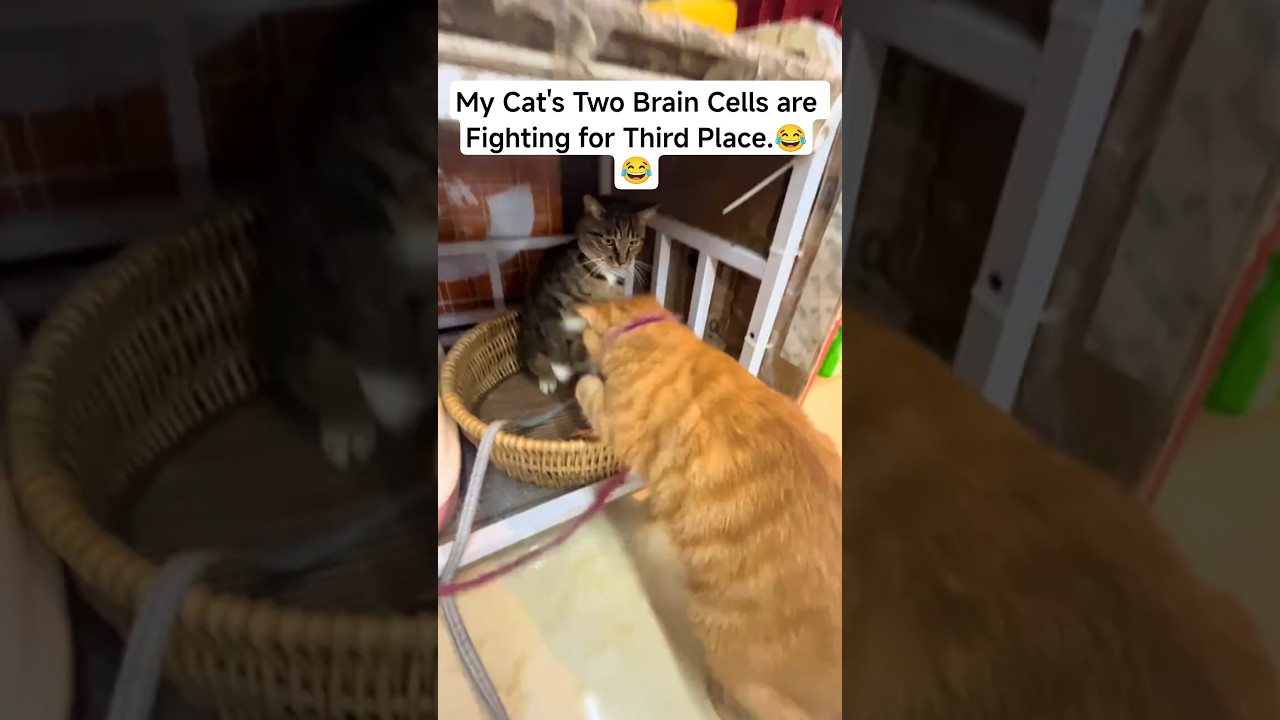 Proof That All Orange Cats Share One Brain Cell. 😂 #viral #kitten #trending #shorts #catvideos