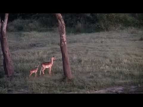 Djuma: Impala mom and lamb - 04:31 - 12/01/2022
