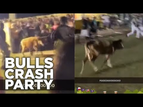 Bulls charge partying college students | Crazy Snapchat Video