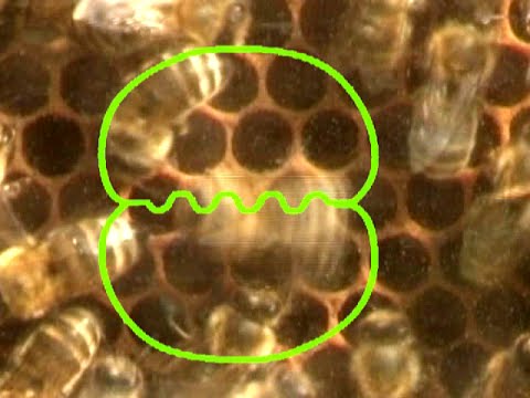 Bee dance (waggle dance)