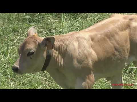 VITELLINI E MUCCHE PIEMONTESI AL PASCOLO + TRANSUMANZA FINALE A LIMONETTO (CN) GIOV. 16 - 6 - 2022.