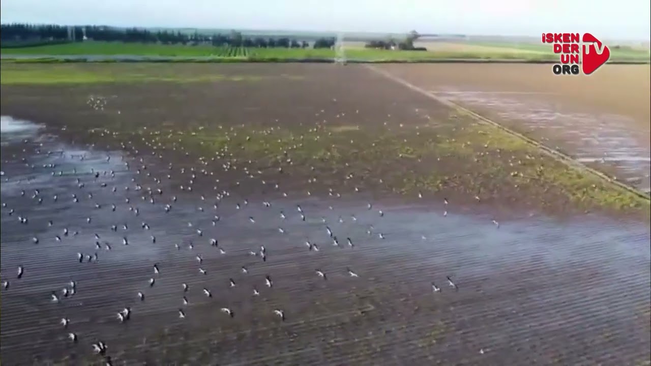 Göç Yolundaki Binlerce Leylek Amik Ovası’nda