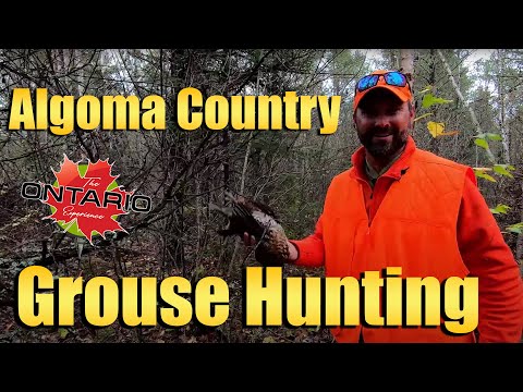 Algoma Country Grouse Hunting (Whitefish Lodge)!