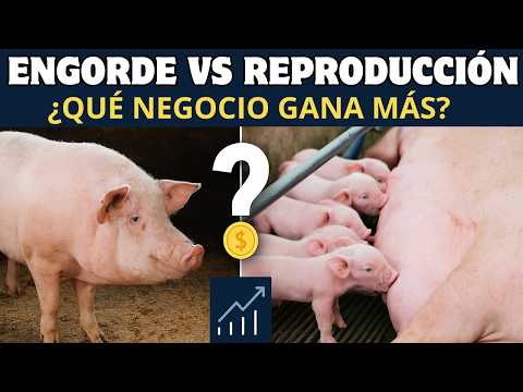 Fattening vs. Breeding: Which is the most profitable business in pig production?