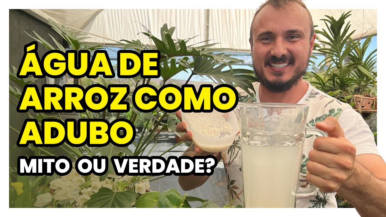 Água de arroz como adubo: MITO ou VERDADE?