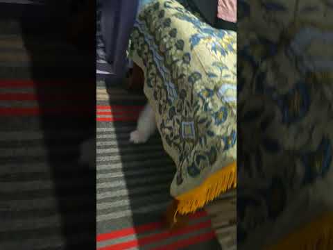 #pets#puppy #funny#dance#cute#Shorts#shortsviral