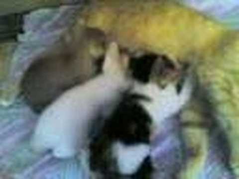 Kittens and mom 27/03/2007