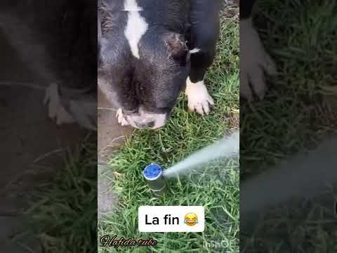 drôle😆#dog#animlasfunny #shorts