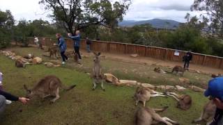 preview picture of video 'A Visit to Bonorong Wildlife Sanctuary, Tasmania - 29 January 2015'