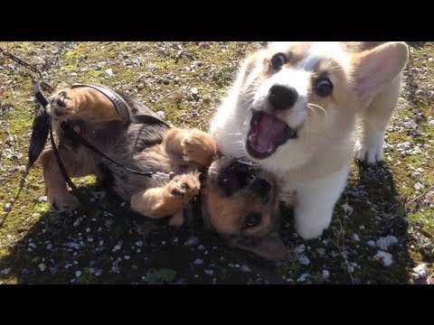 Mika and friends / Mika The Corgi