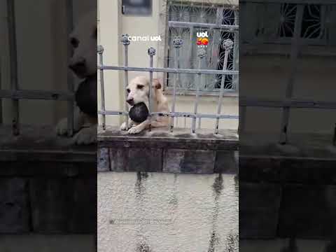 Cãozinho interrompe rotina de entregas de motoboy e ganha companhia para brincar com bolinha