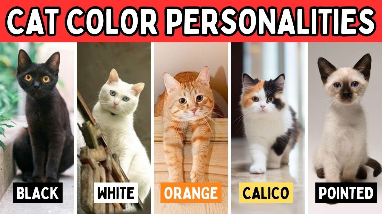 11 Cat Coat Colors and Their Personality: What Your Cat’s Coat Color Says About Their Personality