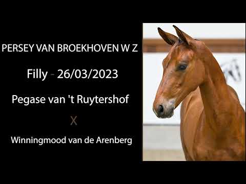 Persey van Broekhoven W Z (Pegase van 't Ruytershof x Winningmood)