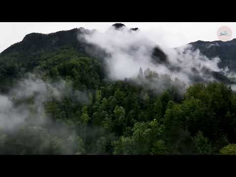 Cantos de alabanza VIII