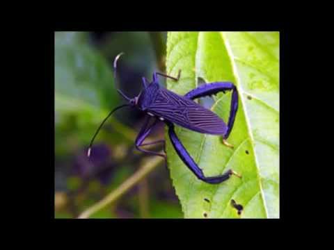 ブラジルのアマゾンで見つかった奇妙な動物 - ガラスのカエル