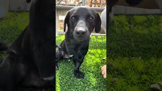 Video preview image #1 Mutt Puppy For Sale in Pasadena, CA, USA