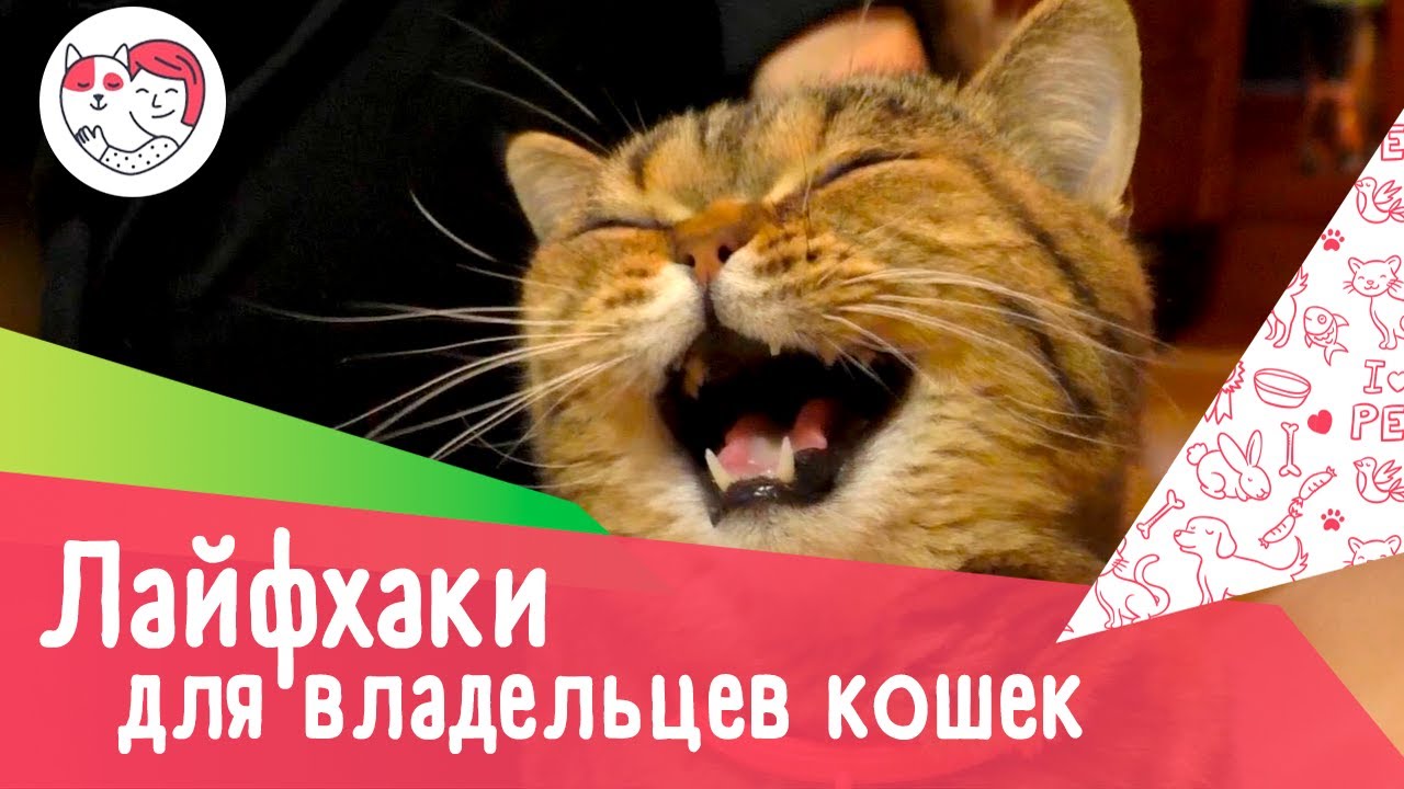 6 лайфхаков для владельцев кошек