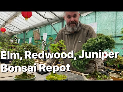 Bonsai Repot: Elm Redwood Juniper