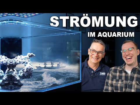 STRÖMUNG im MEERWASSERAQUARIUM - Was muss ich beachten? 🐠