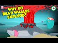 Why Do Dead Whales Explode? | Whale Explosion | The Dr Binocs Show | Peekaboo Kidz