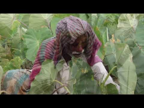 Teaching farming to over 1,000 families in India